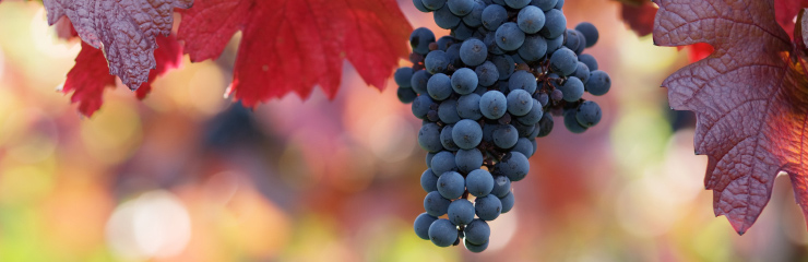 Vigne raisin bordelais 